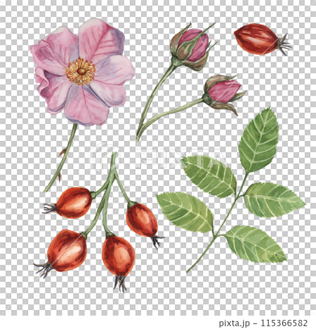 Dogrose, briar watercolor floral clipart. Pink flower, rose hips, buds and leaves of wild rose. Botanical rosa canina illustration for design, printing, cosmetics, perfume, labels, food, wedding card 115366582