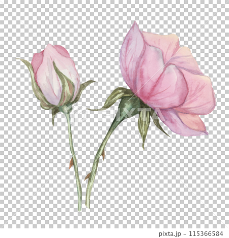 Dog rose, rosa canina watercolor floral clipart. Pink flower of wild rose. Botanical hand drawn briar illustration for design, printing, beauty, cosmetics, perfume, labels, stickers, invitations Dog rose, rosa canina watercolor floral clipart. Pink flower of wild rose. Botanical hand drawn briar illustration for design, printing, beauty, cosmetics, perfume, labels, stickers, invitations 115366584