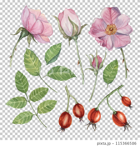 Pink flower, rose hips, buds and leaves of wild rose. Dog rose, rosa canina watercolor floral clipart. Botanical briar illustration for design, printing, beauty, cosmetics, perfume, label, invitations Pink flower, rose hips, buds and leaves of wild rose. Dog rose, rosa canina watercolor floral clipart. Botanical briar illustration for design, printing, beauty, cosmetics, perfume, label, invitations 115366586