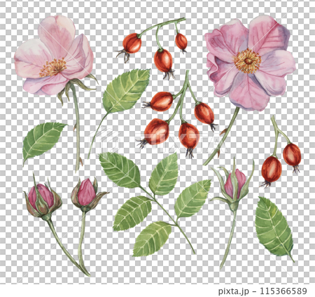 Dog rose, rosa canina watercolor floral clipart. Pink flower, rose hips, buds and leaves of wild rose. Botanical briar illustration for design, printing, beauty, cosmetics, perfume, labels, food 115366589