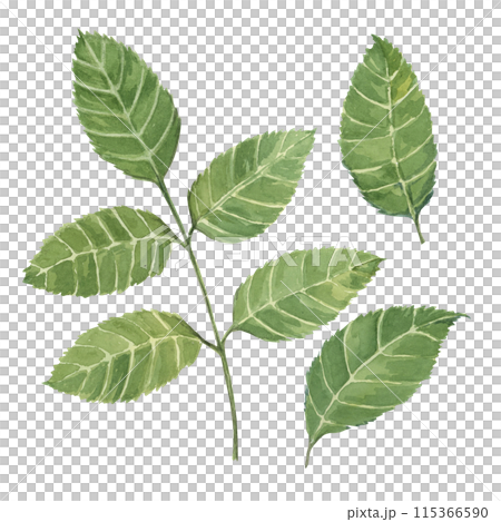Dog rose, rosa canina leaves watercolor clipart. Green leaves set for wild rose. Botanical hand drawn briar illustration for design, printing, beauty, cosmetics, perfume, labels, stickers, invitations Dog rose, rosa canina leaves watercolor clipart. Green leaves set for wild rose. Botanical hand drawn briar illustration for design, printing, beauty, cosmetics, perfume, labels, stickers, invitations 115366590