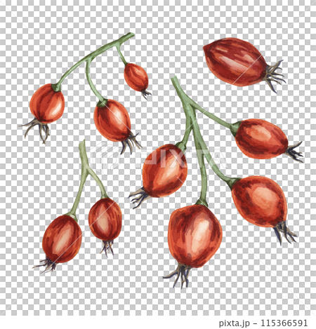 Rose hips, fruit of dog rose, rosa canina watercolor clipart. Red berry of wild rose. Botanical hand drawn briar illustration for printing, beauty, food, jam labels, stickers, invitations, cosmetics 115366591