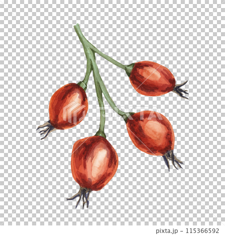 Rose hips, fruit of dog rose, rosa canina watercolor clipart. Red berry of wild rose. Botanical hand drawn briar illustration for design, printing, beauty, food, jam labels, stickers, invitations Rose hips, fruit of dog rose, rosa canina watercolor clipart. Red berry of wild rose. Botanical hand drawn briar illustration for design, printing, beauty, food, jam labels, stickers, invitations 115366592
