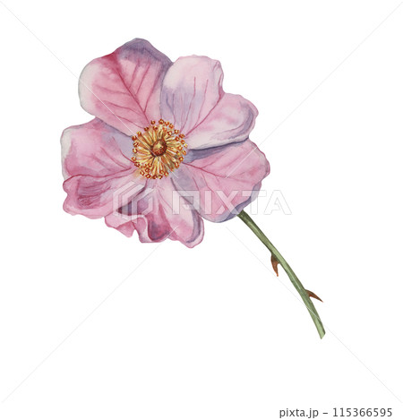 Dog rose, rosa canina watercolor floral clipart. Pink flower of wild rose. Botanical hand drawn briar illustration for design, printing, beauty, cosmetics, perfume, labels, stickers, invitations Dog rose, rosa canina watercolor floral clipart. Pink flower of wild rose. Botanical hand drawn briar illustration for design, printing, beauty, cosmetics, perfume, labels, stickers, invitations 115366595