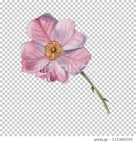 Dog rose, rosa canina watercolor floral clipart. Pink flower of wild rose. Botanical hand drawn briar illustration for design, printing, beauty, cosmetics, perfume, labels, stickers, invitations Dog rose, rosa canina watercolor floral clipart. Pink flower of wild rose. Botanical hand drawn briar illustration for design, printing, beauty, cosmetics, perfume, labels, stickers, invitations 115366595