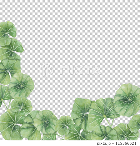 Centella asiatica corner frame clipart. Watercolor gotu cola card template with space for text. Botanical greenery wedding and spring design. Layout for cosmetics, beauty label and packaging. 115366621