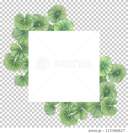 Centella asiatica square frame clipart. Watercolor gotu cola card template with space for text. Botanical greenery wedding and spring design. Layout for cosmetics, beauty label and packaging. Centella asiatica square frame clipart. Watercolor gotu cola card template with space for text. Botanical greenery wedding and spring design. Layout for cosmetics, beauty label and packaging. 115366627