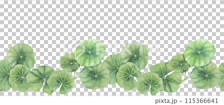 Green centella asiatica seamless border, vibrant foliage ribbon clipart. Watercolor gotu kola banner botanical design for beauty products, cosmetics, herbal medicine, ayurvedic food supplements Green centella asiatica seamless border, vibrant foliage ribbon clipart. Watercolor gotu kola banner botanical design for beauty products, cosmetics, herbal medicine, ayurvedic food supplements 115366641