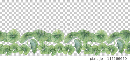 Green centella asiatica seamless border, vibrant foliage ribbon clipart. Watercolor gotu kola banner botanical design for beauty products, cosmetics, herbal medicine, ayurvedic food supplements 115366650