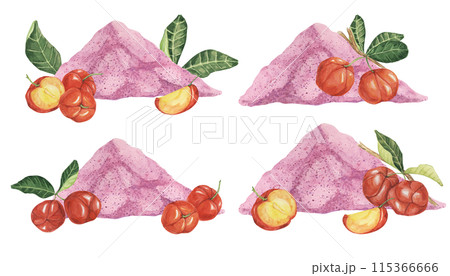 Acerola cherry pink powder set, red Barbados cherry fruits clipart with leaves and flowers. Malpighia watercolor illustration. Superfood vitamin C source for print, packaging, labels, food supplements Acerola cherry pink powder set, red Barbados cherry fruits clipart with leaves and flowers. Malpighia watercolor illustration. Superfood vitamin C source for print, packaging, labels, food supplements 115366666