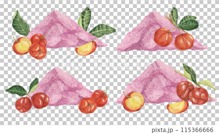 Acerola cherry pink powder set, red Barbados cherry fruits clipart with leaves and flowers. Malpighia watercolor illustration. Superfood vitamin C source for print, packaging, labels, food supplements Acerola cherry pink powder set, red Barbados cherry fruits clipart with leaves and flowers. Malpighia watercolor illustration. Superfood vitamin C source for print, packaging, labels, food supplements 115366666