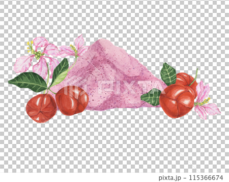 Acerola red cherries and pink powder exotic tropical fruits clipart with flowers. Smoothie wholesome ingredient watercolor illustration Superfood vitamin C for print, packaging, label, food supplement 115366674