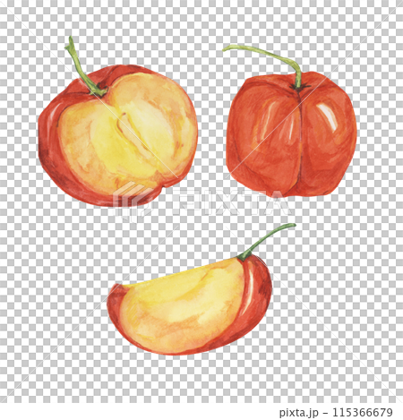 Acerola berry cut in half and slice, red Barbados cherry tropical fruit clipart. Malpighia emarginata glabra watercolor illustration. Superfood vitamin C for print, packaging, labels, food supplements 115366679
