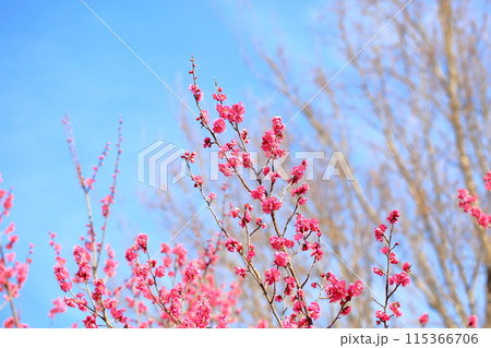 鮮やか　満開　梅の花 115366706
