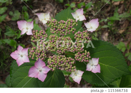 梅雨入り前の庭先に咲く額紫陽花の花 梅雨入り前の庭先に咲く額紫陽花の花 115366738