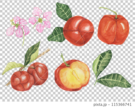 Acerola set, red Barbados cherry fruits cliparts with leaves and flowers. Malpighia emarginata glabra watercolor illustration. Superfood vitamin C source for print, packaging, labels, food supplements Acerola set, red Barbados cherry fruits cliparts with leaves and flowers. Malpighia emarginata glabra watercolor illustration. Superfood vitamin C source for print, packaging, labels, food supplements 115366741