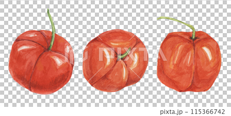 Acerola berries, red Barbados cherry tropical fruits clipart. Malpighia emarginata glabra watercolor illustration. Brazilian Superfood vitamin C source for print, packaging, labels, food supplements 115366742