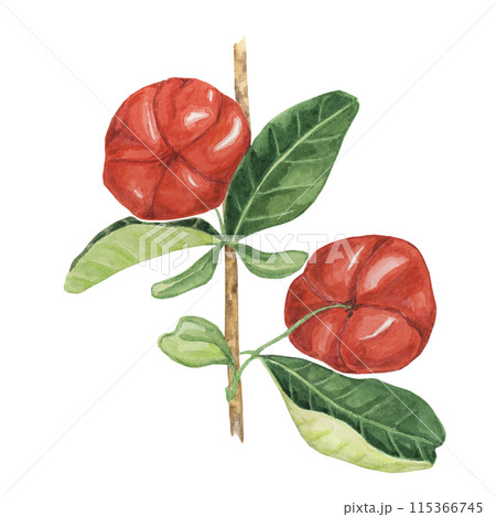 Acerola berries on the tree branch, red Barbados cherry fruits clipart Malpighia emarginata glabra watercolor illustration. Superfood vitamin C source for print, packaging, labels, food supplements 115366745