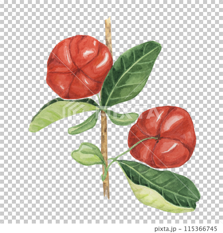 Acerola berries on the tree branch, red Barbados cherry fruits clipart Malpighia emarginata glabra watercolor illustration. Superfood vitamin C source for print, packaging, labels, food supplements Acerola berries on the tree branch, red Barbados cherry fruits clipart Malpighia emarginata glabra watercolor illustration. Superfood vitamin C source for print, packaging, labels, food supplements 115366745