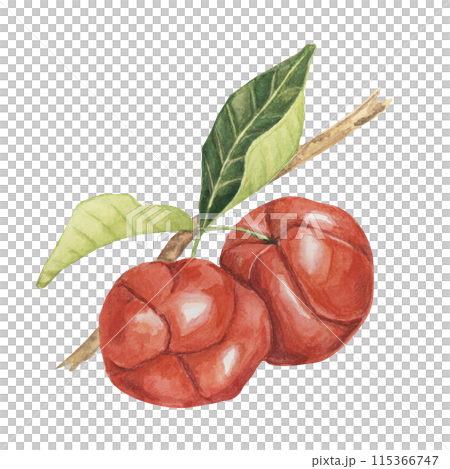 Acerola berries on the tree branch, red Barbados cherry fruits clipart Malpighia emarginata glabra watercolor illustration. Superfood vitamin C source for print, packaging, labels, food supplements Acerola berries on the tree branch, red Barbados cherry fruits clipart Malpighia emarginata glabra watercolor illustration. Superfood vitamin C source for print, packaging, labels, food supplements 115366747