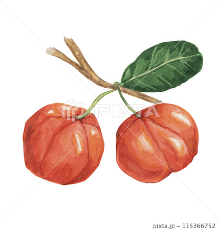 Acerola berries on the tree branch, red Barbados cherry fruits clipart Malpighia emarginata glabra watercolor illustration. Superfood vitamin C source for print, packaging, labels, food supplements 115366752