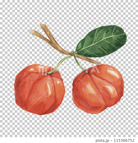 Acerola berries on the tree branch, red Barbados cherry fruits clipart Malpighia emarginata glabra watercolor illustration. Superfood vitamin C source for print, packaging, labels, food supplements Acerola berries on the tree branch, red Barbados cherry fruits clipart Malpighia emarginata glabra watercolor illustration. Superfood vitamin C source for print, packaging, labels, food supplements 115366752