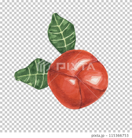 Acerola berries, red Barbados cherry tropical fruits clipart. Malpighia emarginata glabra watercolor illustration. Brazilian Superfood vitamin C source for print, packaging, labels, food supplements 115366753
