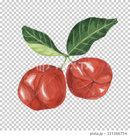 Acerola berries, red Barbados cherry tropical fruits clipart. Malpighia emarginata glabra watercolor illustration. Brazilian Superfood vitamin C source for print, packaging, labels, food supplements Acerola berries, red Barbados cherry tropical fruits clipart. Malpighia emarginata glabra watercolor illustration. Brazilian Superfood vitamin C source for print, packaging, labels, food supplements 115366754