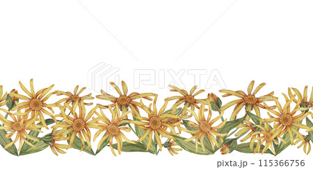 Arnica montana seamless border, ribbon clipart. Watercolor, hand drawn wolfsbane yellow flowers. Floral illustration for packaging, washi tape, labels, gift, beauty, banner, cosmetics, herbal medicine 115366756