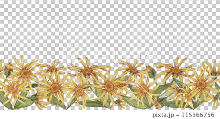 Arnica montana seamless border, ribbon clipart. Watercolor, hand drawn wolfsbane yellow flowers. Floral illustration for packaging, washi tape, labels, gift, beauty, banner, cosmetics, herbal medicine 115366756