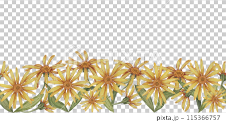 Arnica montana seamless border, ribbon clipart. Watercolor, hand drawn wolfsbane yellow flowers. Floral illustration for packaging, washi tape, labels, gift, beauty, banner, cosmetics, herbal medicine 115366757