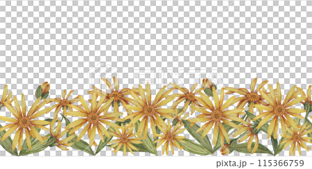 Arnica montana seamless border, ribbon clipart. Watercolor, hand drawn wolfsbane yellow flowers. Floral illustration for packaging, washi tape, labels, gift, beauty, banner, cosmetics, herbal medicine 115366759