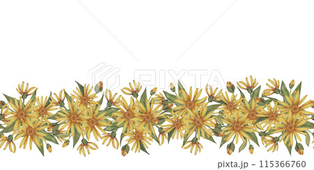 Yellow Arnica montana seamless border, blooming ribbon clipart. Watercolor wolfsbane flowers banner. Floral illustration for packaging, washi tape, labels, beauty, banner, cosmetics, herbal medicine 115366760