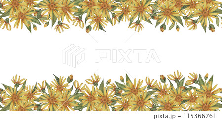 Yellow Arnica montana seamless border, blooming ribbon clipart. Watercolor wolfsbane flowers banner. Floral illustration for packaging, washi tape, labels, beauty, banner, cosmetics, herbal medicine 115366761