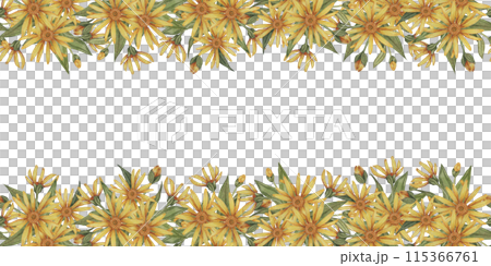 Yellow Arnica montana seamless border, blooming ribbon clipart. Watercolor wolfsbane flowers banner. Floral illustration for packaging, washi tape, labels, beauty, banner, cosmetics, herbal medicine 115366761