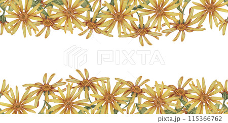 Arnica montana seamless border, ribbon clipart. Watercolor, hand drawn wolfsbane yellow flowers. Floral illustration for packaging, washi tape, labels, gift, beauty, banner, cosmetics, herbal medicine 115366762