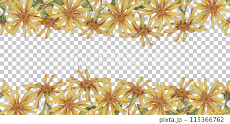 Arnica montana seamless border, ribbon clipart. Watercolor, hand drawn wolfsbane yellow flowers. Floral illustration for packaging, washi tape, labels, gift, beauty, banner, cosmetics, herbal medicine 115366762