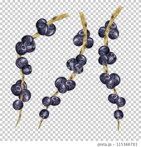 Acai berries superfood, ripe fresh on the palm branch. Exotic purple tropical berries on palm twigs. Watercolor illustration for printing, packaging, cosmetics, granola, smoothie, supplements, labels 115366781