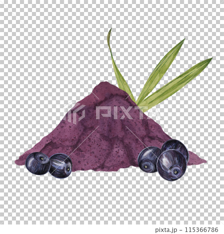 Acai berries superfood, diet powder and palm leaves. Fresh tropical berries and dried pulp set. Watercolor illustration for printing, packaging, cosmetics, granola, smoothie, supplements, labels 115366786