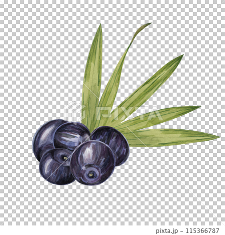 Acai berry superfood on palm branches with leaves. Exotic purple tropical berries Brazilian tree. Watercolor illustration for printing, granola, smoothie, food packaging, supplements, label, cosmetics 115366787