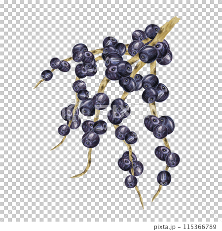 Acai berries superfood, ripe fresh on the palm branch. Exotic purple tropical berries on palm twigs. Watercolor illustration for printing, packaging, cosmetics, granola, smoothie, supplements, labels 115366789