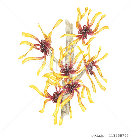 Witch hazel yellow medicinal plant flowers clipart. Hamamelis virginiana branches illustration. Watercolor twig for cosmetics, water, herbal medicine, beauty, cream packaging, national day flyer, logo 115366795