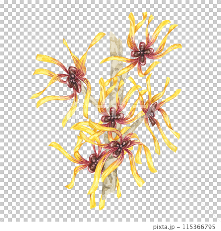 Witch hazel yellow medicinal plant flowers clipart. Hamamelis virginiana branches illustration. Watercolor twig for cosmetics, water, herbal medicine, beauty, cream packaging, national day flyer, logo 115366795