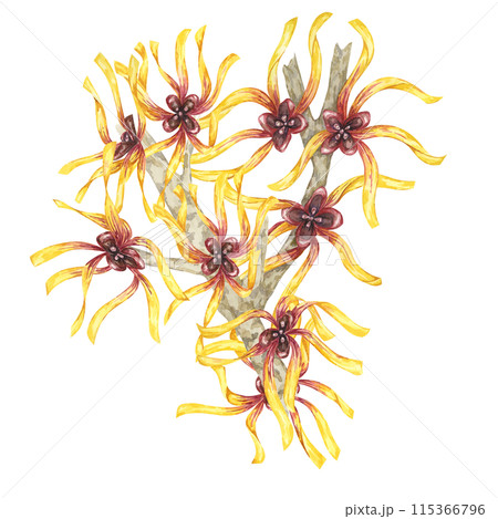 Witch hazel yellow medicinal plant flowers clipart. Hamamelis virginiana branches illustration. Watercolor twig for cosmetics, water, herbal medicine, beauty, cream packaging, national day flyer, logo 115366796