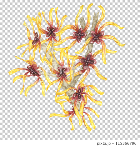 Witch hazel yellow medicinal plant flowers clipart. Hamamelis virginiana branches illustration. Watercolor twig for cosmetics, water, herbal medicine, beauty, cream packaging, national day flyer, logo 115366796