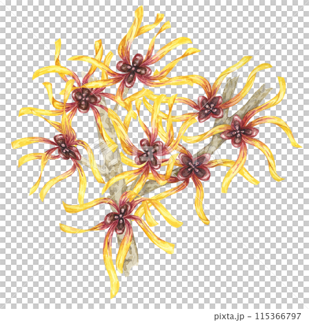 Witch hazel flowers on tree branch clipart. Hamamelis virginiana japonica twig. Watercolor illustration for cosmetics, water, herbal medicine cream packaging, gel, ointment, national day flyer, logo Witch hazel flowers on tree branch clipart. Hamamelis virginiana japonica twig. Watercolor illustration for cosmetics, water, herbal medicine cream packaging, gel, ointment, national day flyer, logo 115366797