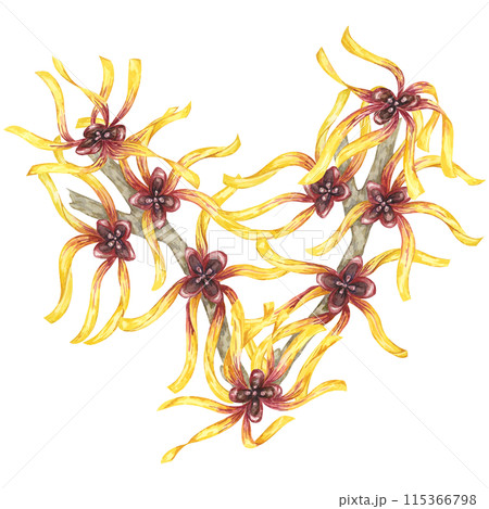 Witch hazel flowers on tree branch clipart. Hamamelis virginiana japonica twig. Watercolor illustration for cosmetics, water, herbal medicine cream packaging, gel, ointment, national day flyer, logo Witch hazel flowers on tree branch clipart. Hamamelis virginiana japonica twig. Watercolor illustration for cosmetics, water, herbal medicine cream packaging, gel, ointment, national day flyer, logo 115366798