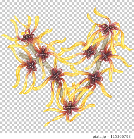 Witch hazel flowers on tree branch clipart. Hamamelis virginiana japonica twig. Watercolor illustration for cosmetics, water, herbal medicine cream packaging, gel, ointment, national day flyer, logo 115366798