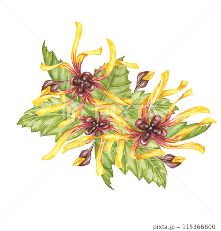 Witch hazel yellow medicinal plant flower and leaves clipart. Hamamelis virginiana in bloom. Watercolor florals for cosmetics, water, herbal medicine, beauty, cream packaging, national day flyer, logo 115366800