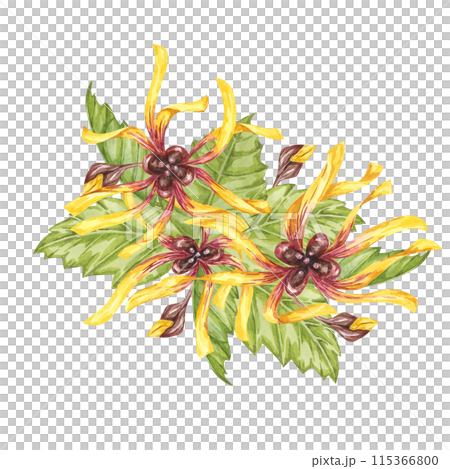 Witch hazel yellow medicinal plant flower and leaves clipart. Hamamelis virginiana in bloom. Watercolor florals for cosmetics, water, herbal medicine, beauty, cream packaging, national day flyer, logo 115366800